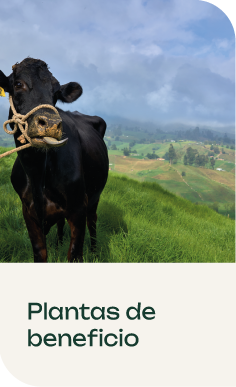 Plantas de beneficio
